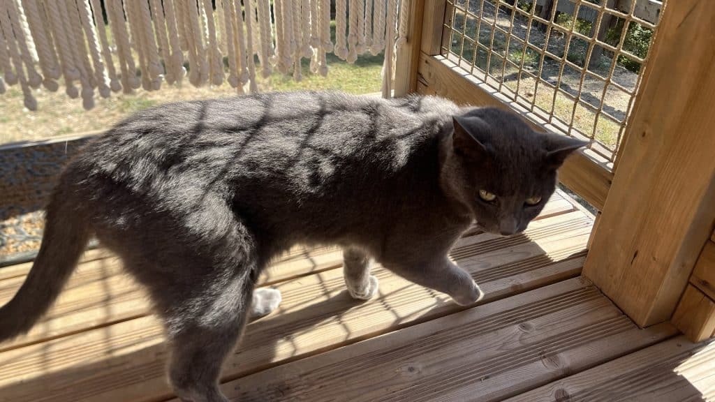 chat-jardin-de-luiggi-1