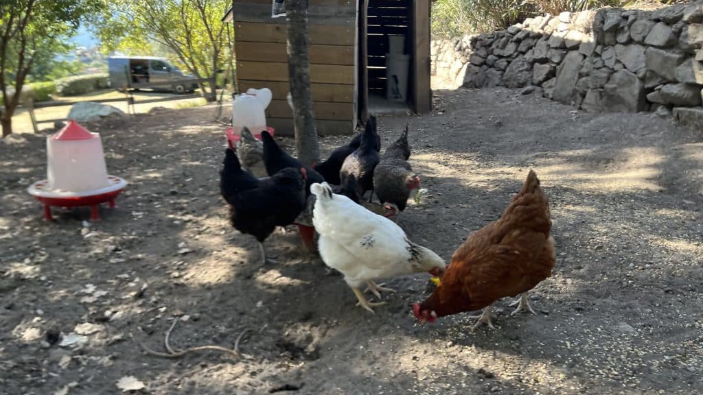 poules-jardin-de-luiggi-2