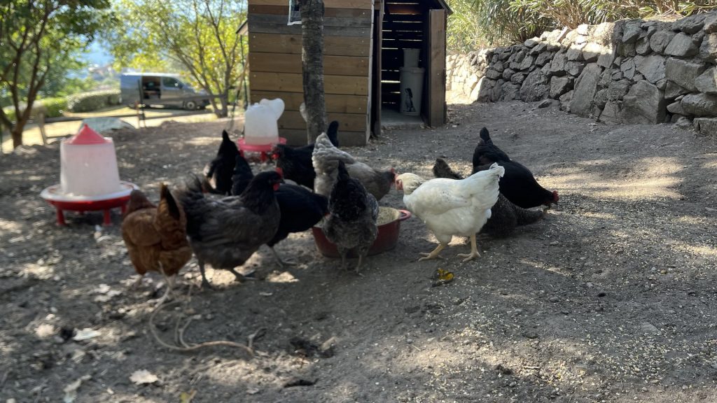 poules-jardin-de-luiggi-3